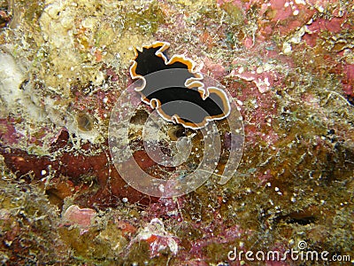 Black Fijian Flatworm with orange edge Stock Photo