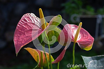 Flamingo flower or Anthurium andraeanum Stock Photo
