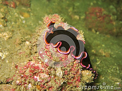 Black Flatworm Stock Photo