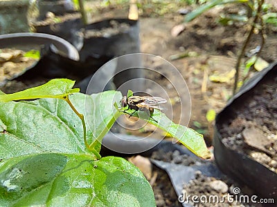 A black flies that sleep on green grass leaves that appear in macro mode Stock Photo