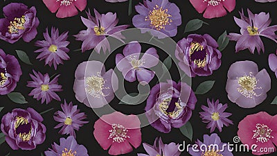 Black floral background featuring beautiful violet peonies, natural flowers Stock Photo