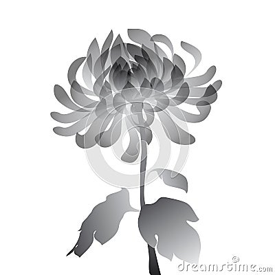 Black flower on white background Stock Photo