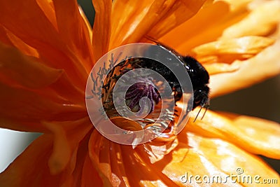 Black fluffy bumblebee on a poppy flower in May Stock Photo