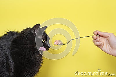 Black fluffy cat eats cat food from a fork on yellow background. Pet food banner concept. A Cat Licking His Stock Photo