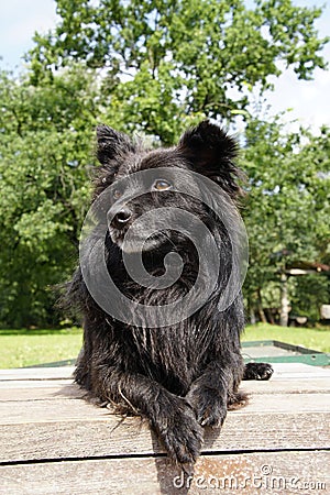 A black fluffy dog is waiting on the terrace. Stock Photo