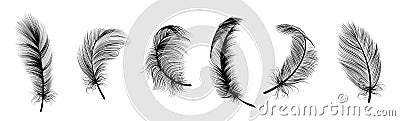 Black fluffy feather. Hand drawing vintage art realistic quill feathers for pen detailed isolated vector set Vector Illustration