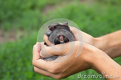 Black fluffy hamster in hand, Stock Photo