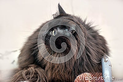 Black fluffy siberian cat Stock Photo