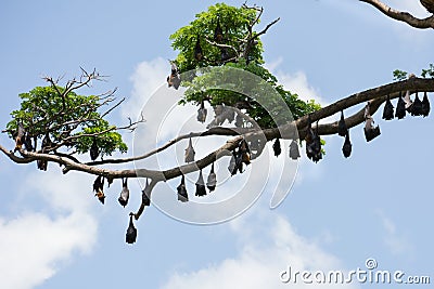 Black flying-foxes Pteropus alecto hanging in a tree in Sri Lanka Stock Photo