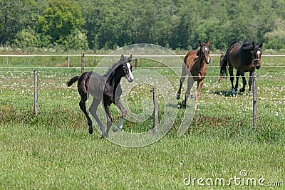 A black foal is trotting in the pasture. Horses gallop in background Stock Photo