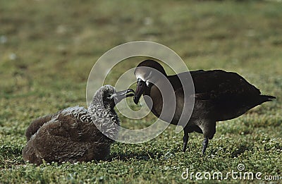 Black-Footed Albatross (Phoebastria nigripes) feeding nestling Stock Photo