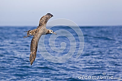 Black-footed Albatross, Phoebastria nigripes in flight Stock Photo