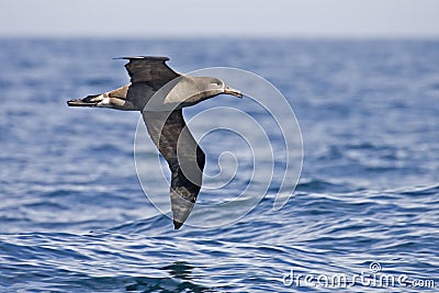 Black-footed Albatross, Phoebastria nigripes gliding above the s Stock Photo