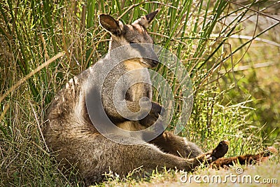 Black footed rock wallaby Stock Photo