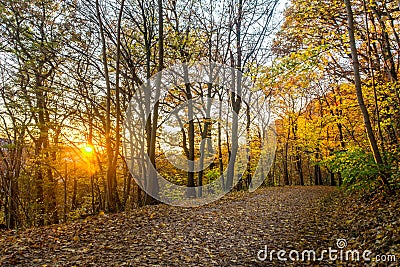 Black Forest autumnal path through a forest at sunset Stock Photo