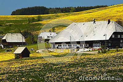 Black forest farmhouse in summer meadow Stock Photo