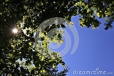 Black Forest hiking trail through the woods of Gertelbach in the Buehlertal, Germany Stock Photo