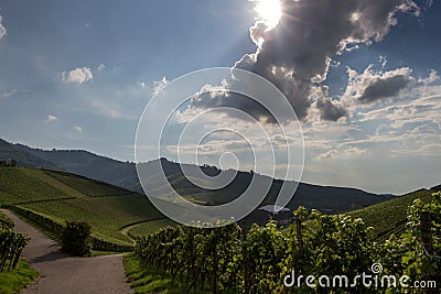 Black forest vineyards backlit Stock Photo