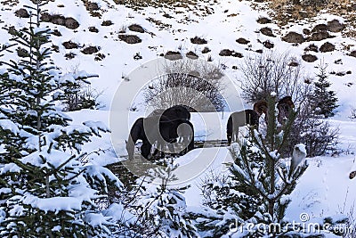 Black free horses at Ziria mountain. Fir trees covered with snow on a winter day, South Peloponnese, Greece Stock Photo