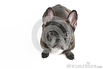 Black french bulldog Stock Photo