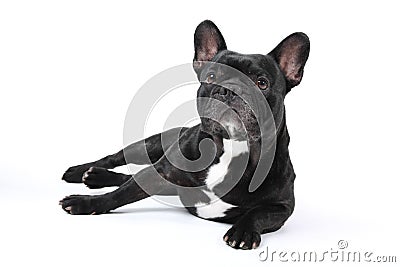 Black french bulldog on white background. Stock Photo