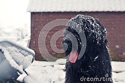 Black french sheepdog briard in winter Stock Photo