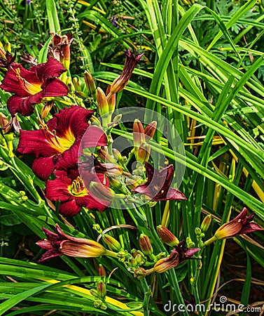 Black Friar Lilies Stock Photo