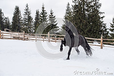 Black Frisian horse running on manege in Romanian countryside farm Stock Photo
