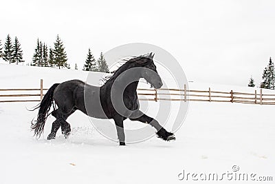 Black Frisian horse running on manege in Romanian countryside farm Stock Photo