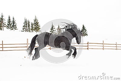 Black Frisian horse running on manege in Romanian countryside farm Stock Photo