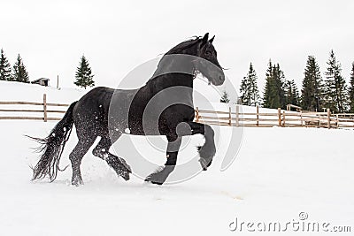 Black Frisian horse running on manege in Romanian countryside farm Stock Photo