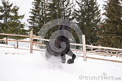 Black Frisian horse running on manege in Romanian countryside farm Stock Photo