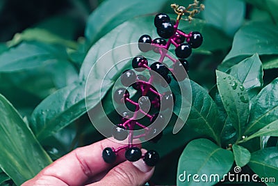 Black fruit and green leaves spring texture backgrounf Stock Photo