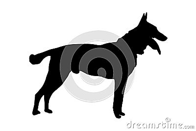 Black full height silhouette of a dog with tongue and tail sticking out on white. Adult male Belgian Shepherd or Malinois. Side Vector Illustration