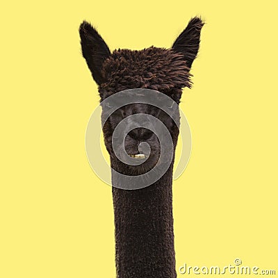 Black funny alpaca on yellow background Stock Photo