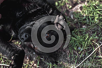 Black funny dog lying on grass Stock Photo