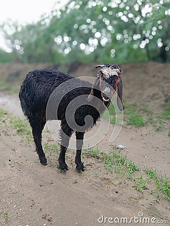 Black Funny Goat in farm, Stock Photo