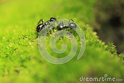 Black garden ant Stock Photo