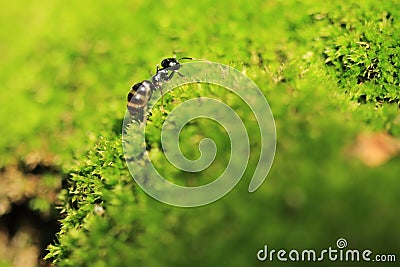 Black garden ant Stock Photo