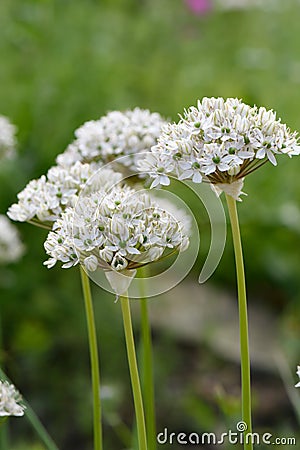 Black garlic Allium nigrum stalks with white flowers Stock Photo