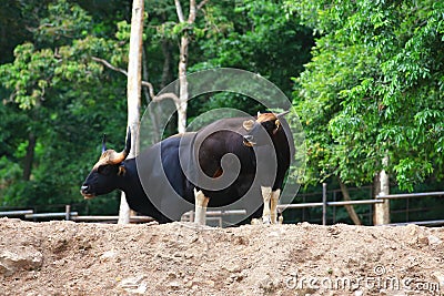 Black gaur Stock Photo