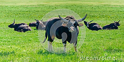 Black gayals in steppe in the spring Stock Photo