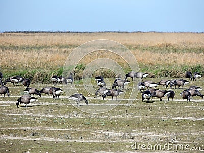 Black geese colony, Branta bernicla, on North Sea Stock Photo