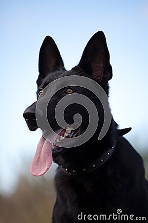 Black german sheepdog portrait Stock Photo