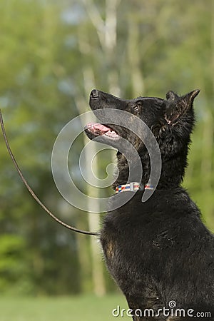 Black german shepherd puppy Stock Photo