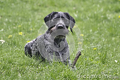 Black German Wirehaired Pointer Drahthaar Stock Photo