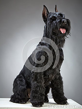 Black Giant Schnauzer dog Stock Photo