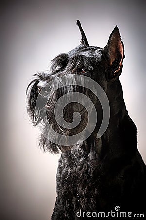 Black Giant Schnauzer dog Stock Photo