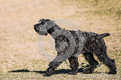 Black Giant Schnauzer or Riesenschnauzer dog Stock Photo