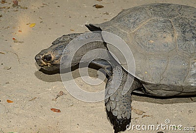 Black Giant Tortoise (Manouria emys phayrei) Stock Photo